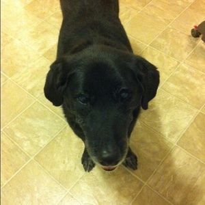 Meet your Posher, Sam